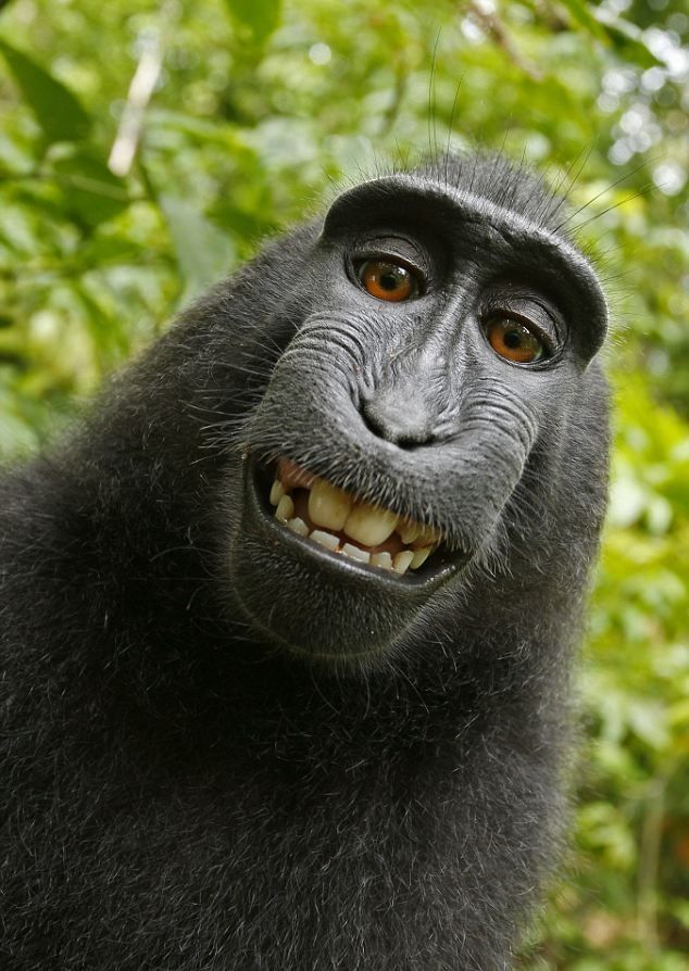 macaqueselfie_medrez1.jpg