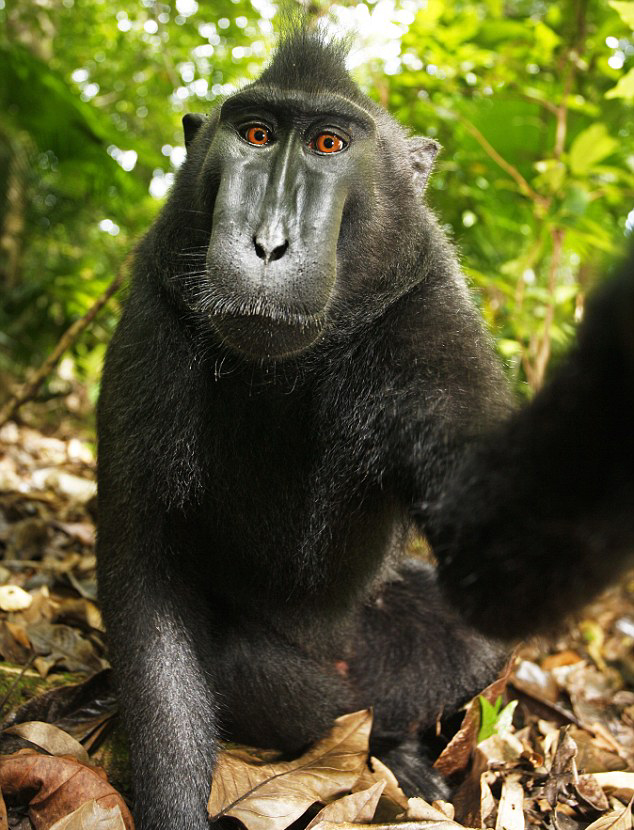 macaqueselfie_medrez2.jpg