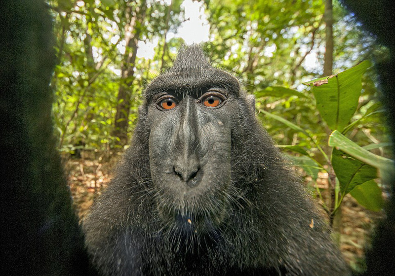 macaqueselfie_medrez3.jpg