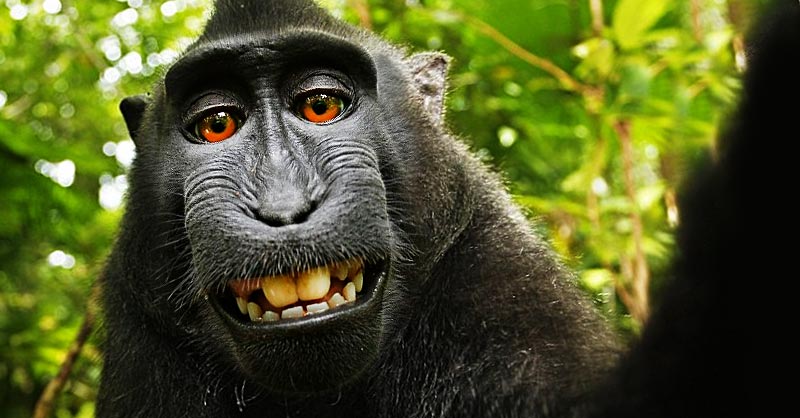 macaqueselfie_medrez4.jpg